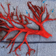 A near-perfect cast of a right bronchial tree coughed up by a patient experiencing internal bleeding related to anticoagulants administered during treatment of heart failure.
